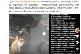 20多只猫饿到自相残杀?重庆辟谣：新店装修部分猫被留下，已转移安置图片