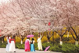 春风十里不如你，三月花海等你来！一份河南赏花打卡攻略，请收藏！图片