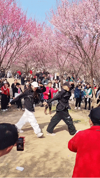 粉色花海免费赏！武汉“梅花坡”提前一个月绽放