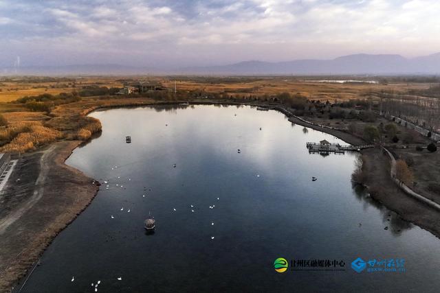 张掖：湿地公园千亩蒹葭鎏金，候鸟翅掠清波