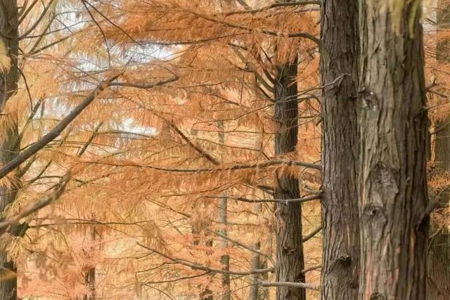 弋阳这片红杉林已上线“顶配冬日皮肤”，暖到心坎里！