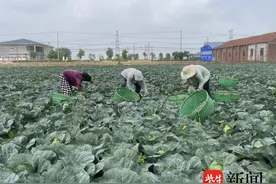 海安：百亩甘蓝喜丰收 “蔬”写绿色致富路图片