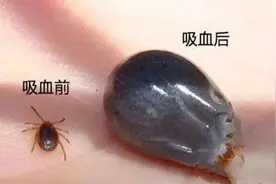 “五一”出游警惕潜伏其中的“杀手”，被咬严重可致命图片