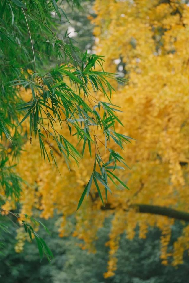 出发！来四川淘“金”