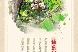 一组海报，探秘海南热带雨林“天然药库”图片