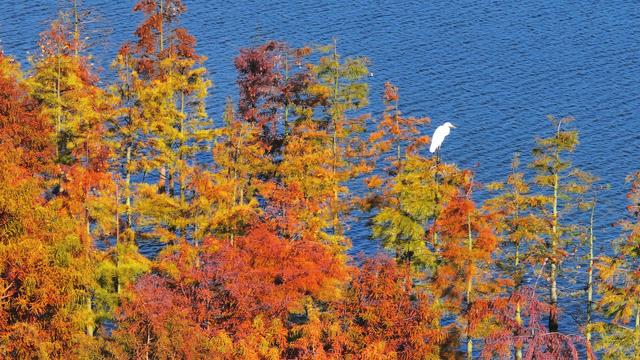 合肥滨湖国家森林公园千亩红杉林进入最佳观赏期