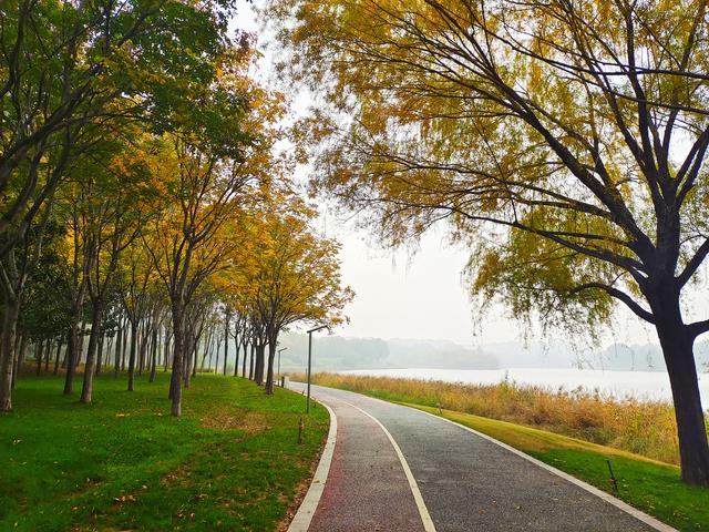郑州“满城彩”的秋色，即将被“雨打风吹去”