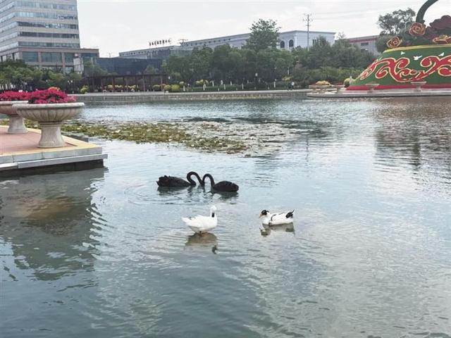南川工业园区治水有方 西宁南川水际公园成热门打卡地