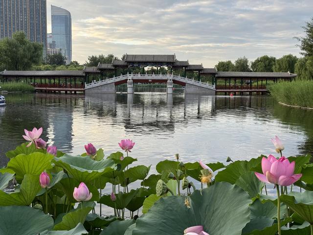 副中心赏荷正当时，两处公园“夏日限定”景色醉游人