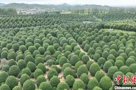 杭州数百亩球形桂花树林吸引游人 高空航拍分外壮观图片