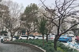 “枝干轻轻一掰就断！”杭州几棵15年以上的樱花树生病了，居民很揪心图片