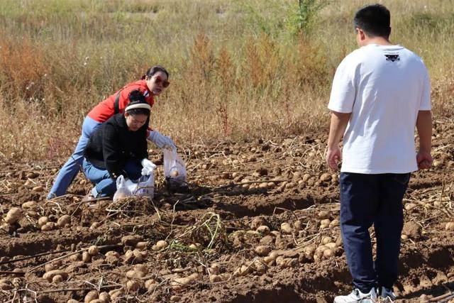来呼和浩特捡土豆吧！内蒙古的秋天是可以“捡”回家吃的