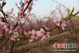 河北顺平：赏花观景添彩乡村游图片