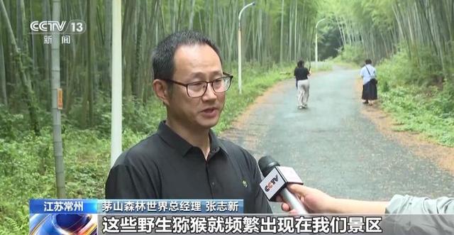 江苏一景区“月均6万元收编泼猴”引关注 “人猴冲突”如何解决？