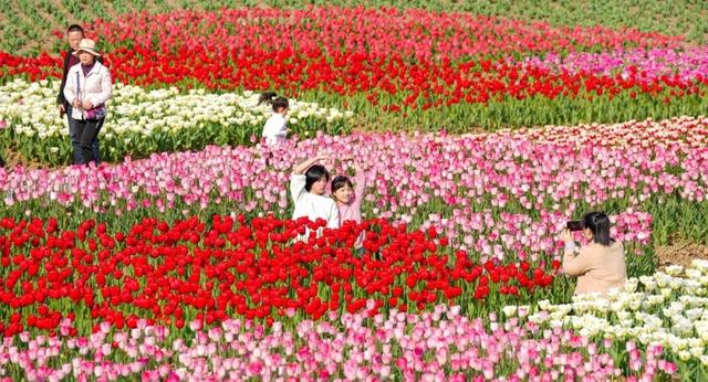 春花争艳游客旺
