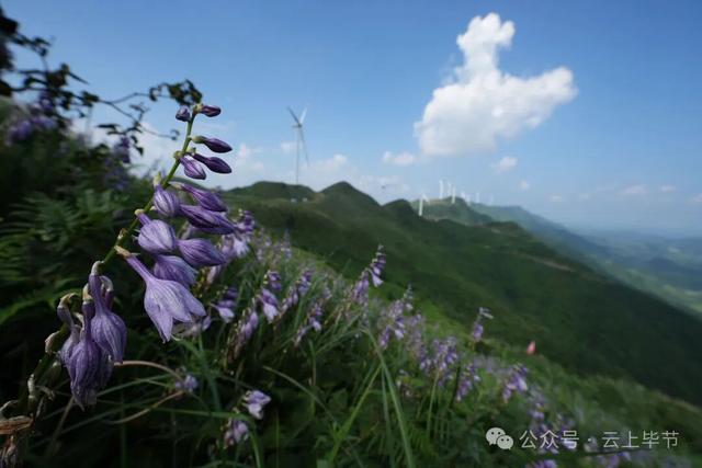 走！跟着央视热播剧，打卡毕节
