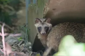 国际生物多样性日，这些上海本土野生动物了解一下图片