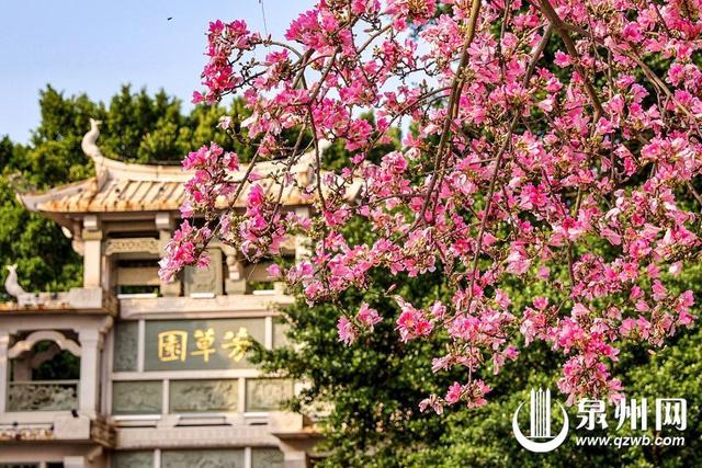 繁花满目 泉州古城秋日胜春朝