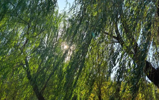 @高邮人 邀请您找寻心中的……