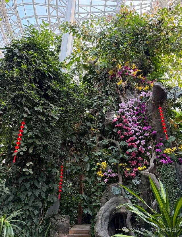 迎春花展元旦开展！郑州植物园邀您沉浸式打卡新年限定花海