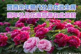 热议焦点|探秘2025牡丹节会曹州百花园繁花盛景与文化盛宴图片