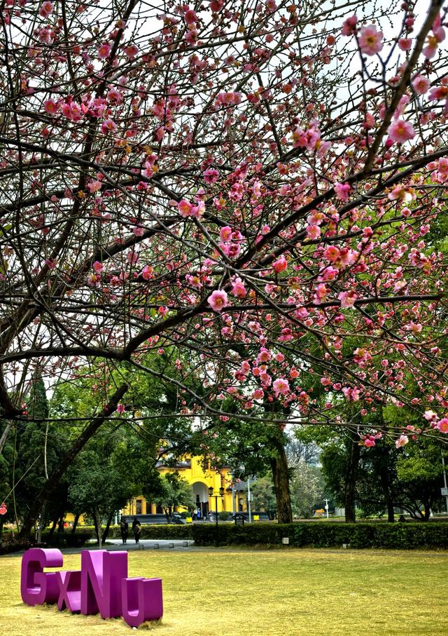 桂林的“限定浪漫”已上线！满城梅花绽放，花期持续至春节！
