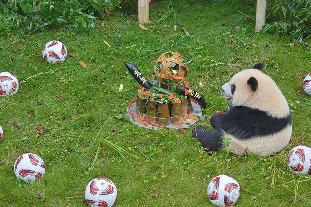 永川现实版“疯狂动物城”，比电影还上头！