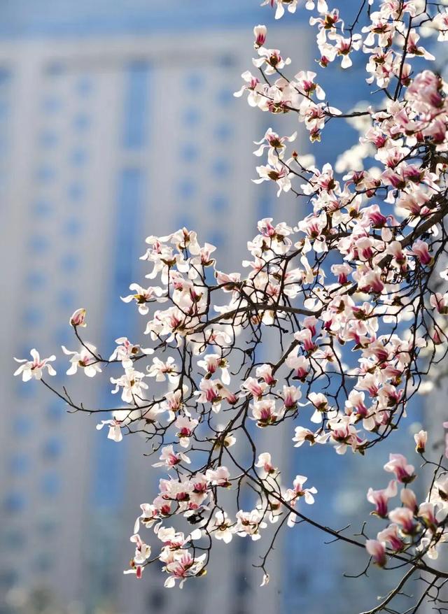 玉兰赏花地图来啦→转发保存！
