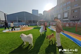 城市携宠出行，期待方便之旅图片