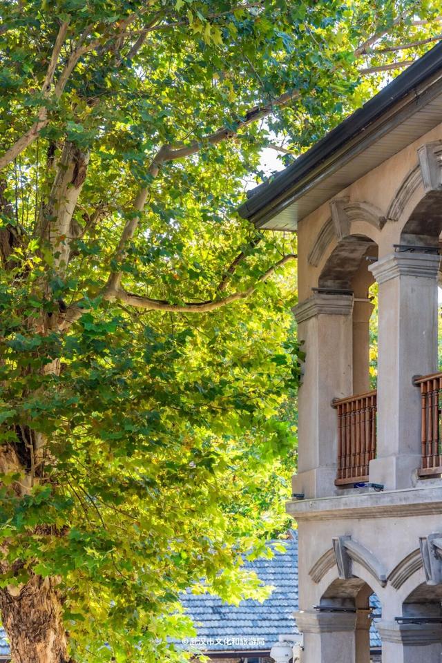 武汉为百年古树建公园，免费开放！