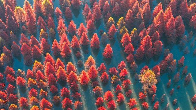 昆明甸尾村：多彩水杉护水源