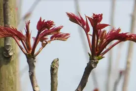 【甘快看】春天，一旦进入甘肃人的碗里图片