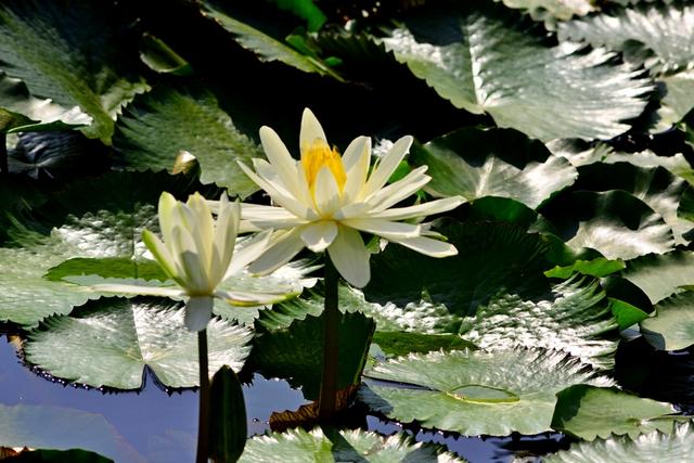 海南三亚：冬季莲花令人赏心悦目