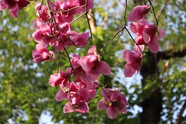 富源春色正好，玉兰花惊艳绽放！快来赴约这场春日盛宴