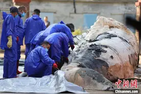 海南两头搁浅死亡巨鲸将在中国（海南）南海博物馆进行科研与展览展示图片