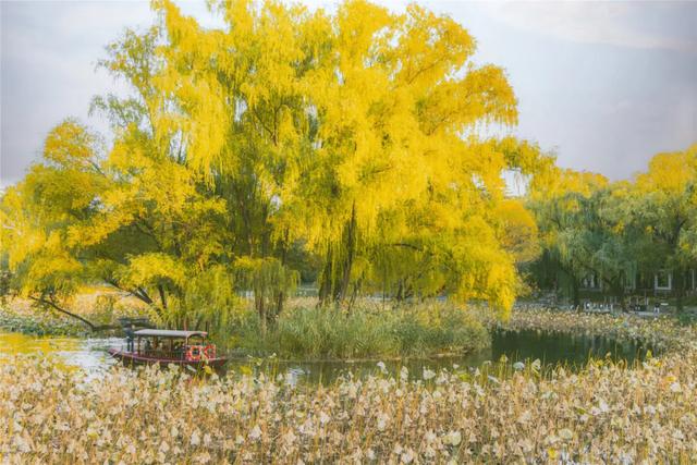 今日开幕！6000余盆菊花绽放，就在海淀这个公园——