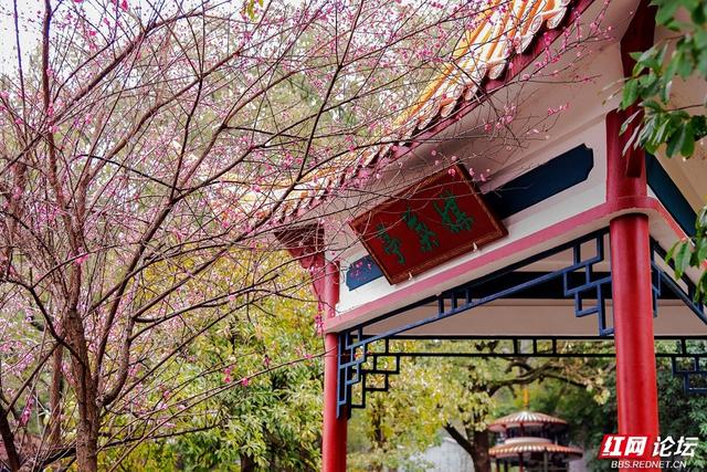 组图丨黛瓦红梅，是藏在石峰公园里的中式浪漫