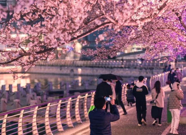 “樱”你而来！江汉区赏樱地图上线，速速收藏这份春日浪漫！