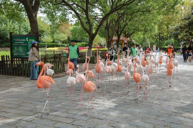 上野大熊猫百日庆邀你免费游园！