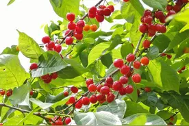 谷城老君山：“八里旺”樱桃红满枝 农旅融合添活力图片