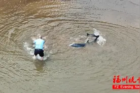 紧急！3只海豚搁浅！事发福州图片