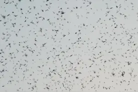 济源惊现千余只麻雀“聚会”奇观图片