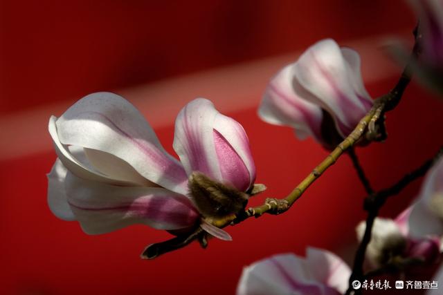 赏花正当时！趵突泉玉兰花开，与泉水共绘春色