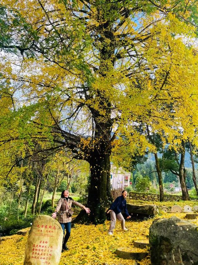 金色盛装！永新黄竹岭古银杏迎来“高光时刻”