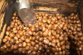 甜中带糯齿留香，秋意渐浓糖炒栗子旺销图片