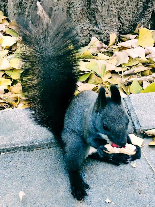 银杏抖落金箔，枫叶浸了酒红！国家植物园赏秋最佳时