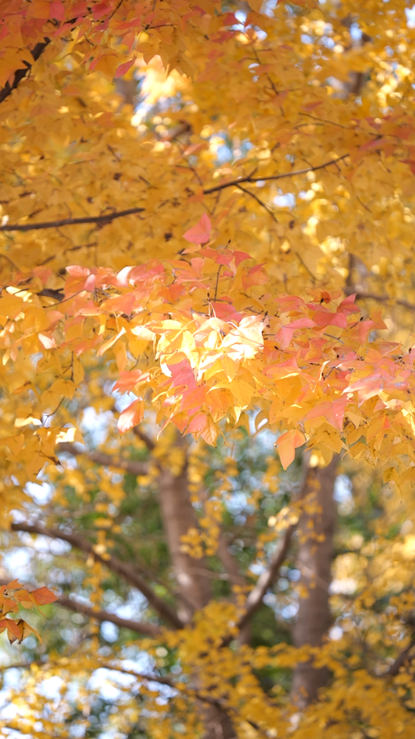 限时绝美！此刻，常州颜值巅峰