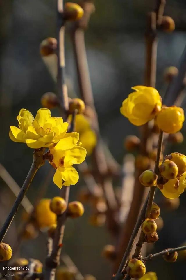 无锡梅园重要通知！