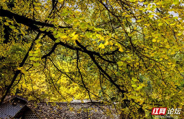 秋风作画，银杏成诗：永州桐子坳正迎来颜值巅峰
