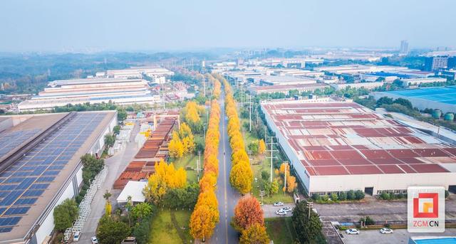 盐都冬日限定浪漫：板仓梧桐大道落叶铺就“金色地毯”